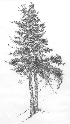 Two Pines