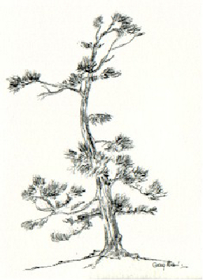 White Pine